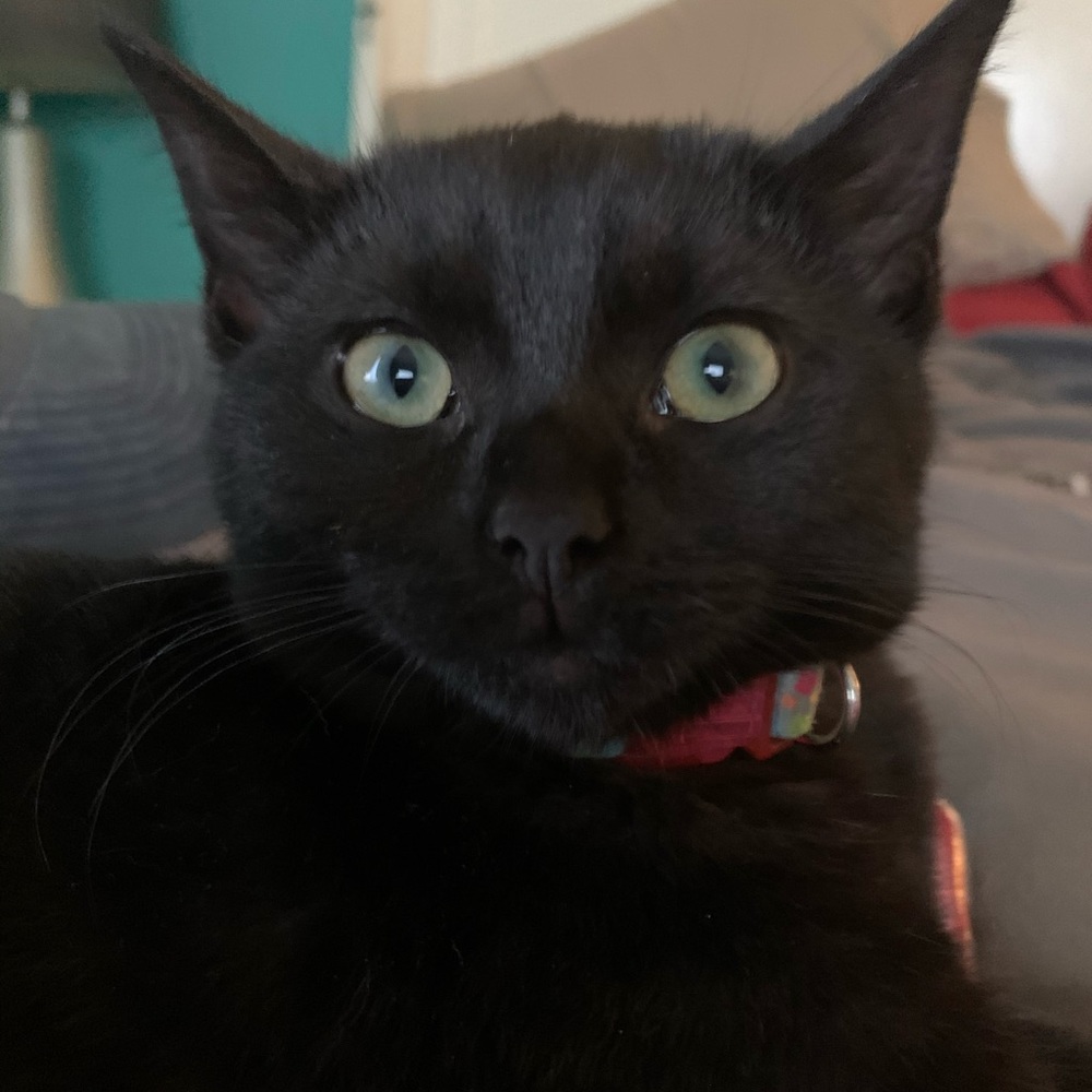 Meet your Posher, Fabrizio